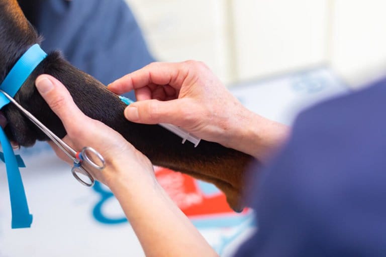 vacunacions gossos i gats