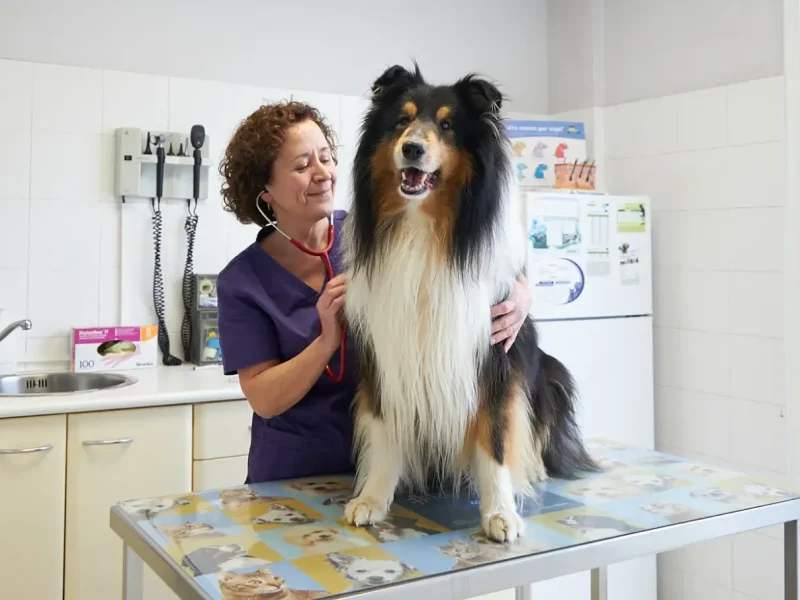 Revisió gos a Clínica Veterinària Canaletes Revisió gos a Clínica Veterinària Canaletes de Cerdanyola del Vallès